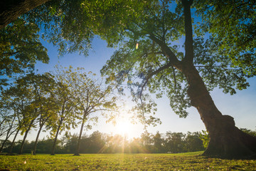 Tree with green lawn in central public park freedom time in even