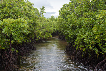 Mangrove forest at low tide in Zanzibar