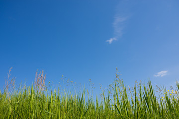 Fototapeta premium Green grass on background of pure blue sky. Grass and sky. Summer panorama of wild nature. A large sky on a summer day.