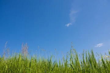 Foto op Plexiglas Green grass on background of pure blue sky. Grass and sky. Summer panorama of wild nature. A large sky on a summer day. © maestrovideo