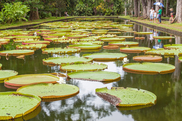 bassin aux n&eacute;nuphars g&eacute;ants, jardin des Pamplemousses, &icirc;le Maurice