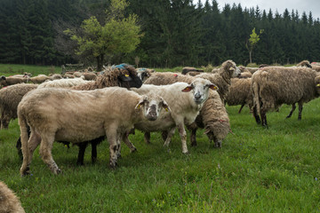 Naklejka na ściany i meble Hairy sheep on a green meadow