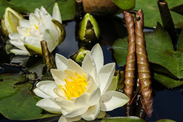 Two pale yellow water lilies with leaves