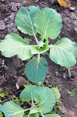 Young plant of green cabbage