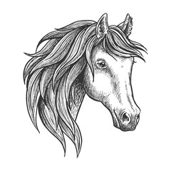 Purebred stallion of andalusian breed sketch