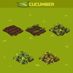 Obraz premium SET 3. Isometric Stage of growth Cucumber