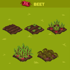 SET 10. Isometric Stage of growth Beet