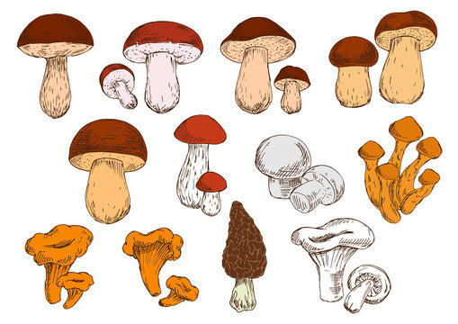 Fresh picked forest edible mushrooms sketches