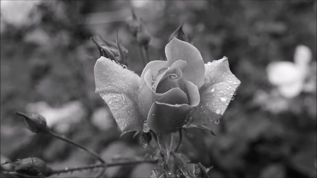 Video f&uuml;r Trauermoment