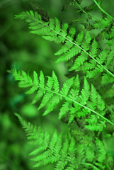 background dry bracken fern