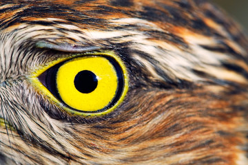 Birds of Europe and World - Sparrow-hawk - Powered by Adobe