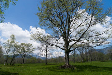 春の笹ヶ峰高原