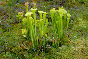 Carnivoous Pitcher Plants