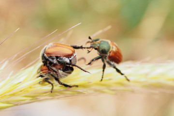 brown beetles on a blade of grass on a sunny day