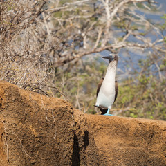 Plakat blue-footed booby