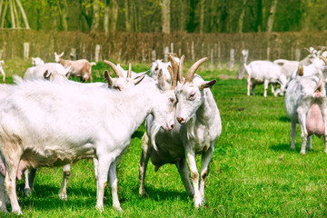 Naklejka na ściany i meble White goats in the countryside