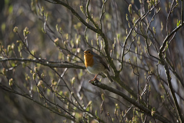 Robin Red Breast (Erithacus rubecula) spotted in Dublin