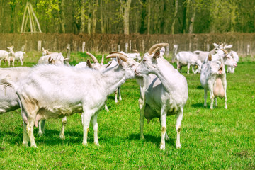 Obraz premium Goats herd pasturing