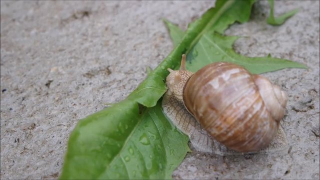 Weinbergschnecke und das L&ouml;wenzahnblatt