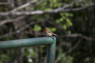 Robin Red Breast (Erithacus rubecula) spotted in Dublin
