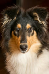 Portrait of a collie dog