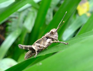 The close up of a grasshopper on leaf