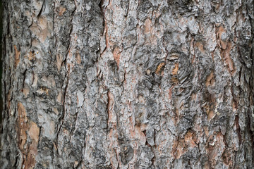 樹皮 / Wood skin