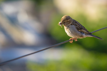  bird eating an insect