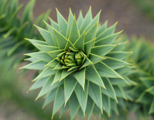 araucaria (close-up)