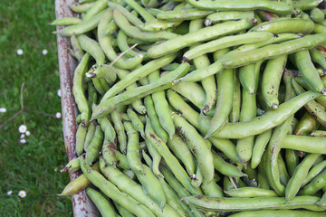 raccolto di fave verdi dall'orto