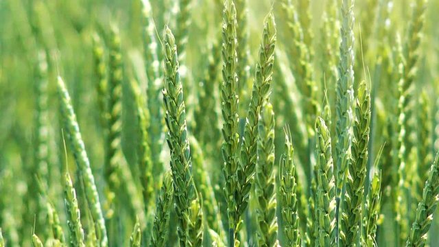 Spelt wheat crops close up, dinkel or hulled wheat in cultivated field
