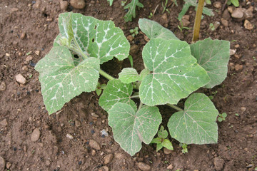 pianta di zucca Violina o Butternut nell'orto