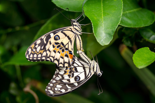 coupling and mating of butterflies, sexual reproduction of butterflies in nature 