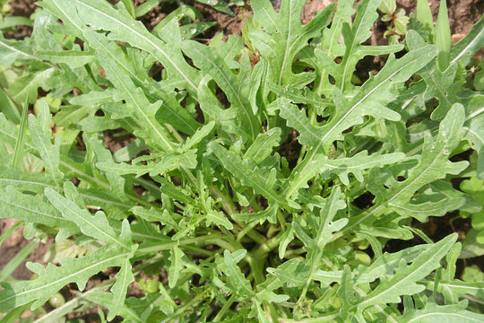 Rucola o ruchetta o ruca nell'orto. insalata verde