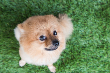 Pomeranian dog on green