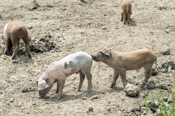 Spielende Ferkel auf der Weide, Schweinchen beisst den Kollegen in das Ringelschwänzchen ;)