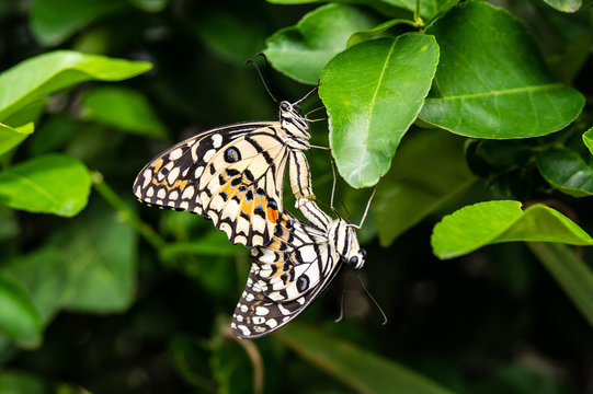 coupling and mating of butterflies, sexual reproduction of butterflies in nature 