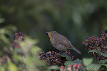 Robin Red Breast (Erithacus rubecula)
