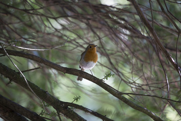 Robin Red Breast (Erithacus rubecula)