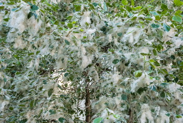 Poplar fluff on the branches of a flowering poplar