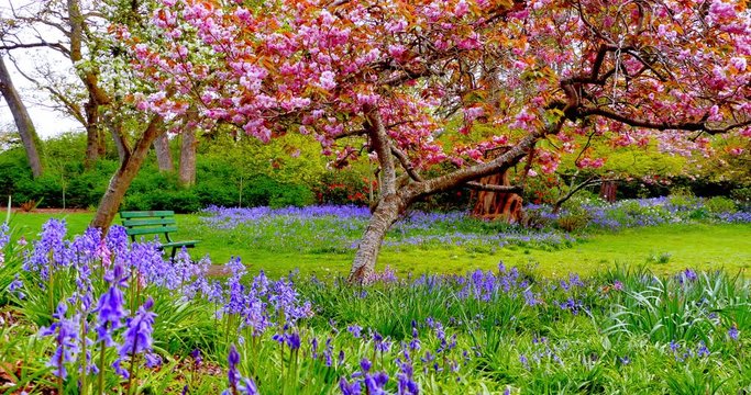 4K Spring Park, Japanese Cherry Tree, Bluebell Flowers and Park Bench