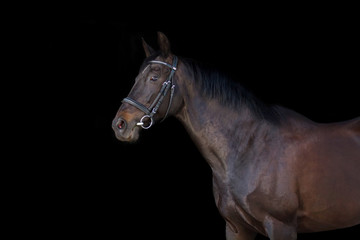 Fototapeta na wymiar Black horse portrait on black background
