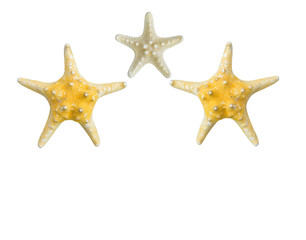 Fototapeta na wymiar dried starfish isolated on a white background.