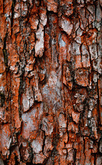 Obraz premium bark of old tree