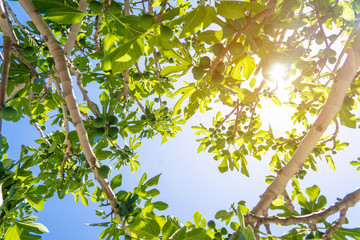 figs tree.fig shadding.fig shadow.fig brance.figs fruit.figs on