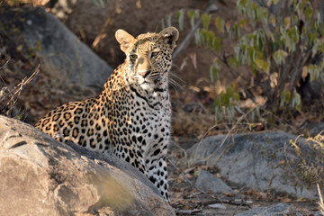 African leopard male keeping a lookout for activity in his domain