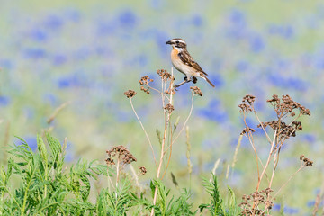 Ein Braunkehlchen (Saxicola rubetra) vor einem Feld mit blauen Kornblumen (Centaurea cyanus)