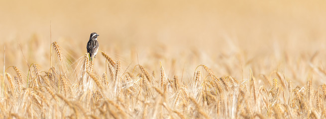 Ein Braunkehlchen (Saxicola rubetra) auf einem Kornfeld mit Getreide der Sorte Gerste (Hordeum vulgare)