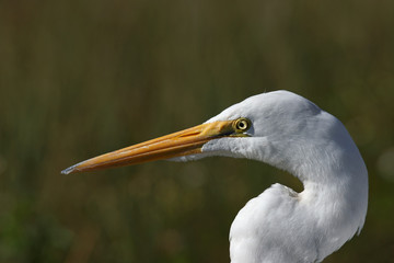 Silberreiher - [Ardea alba]