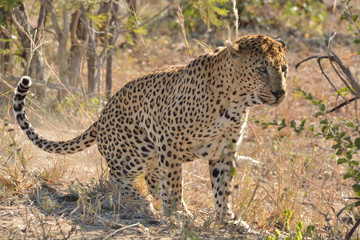 Fototapeta na wymiar Large male African leopard scent marking to demarcate his territory and ensure that other male leopards do not intrude.